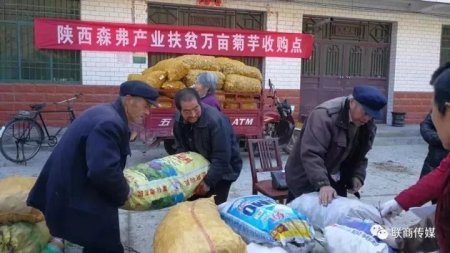 陜西森弗公司收購(gòu)大量菊芋促進(jìn)商洛產(chǎn)業(yè)精準(zhǔn)扶貧